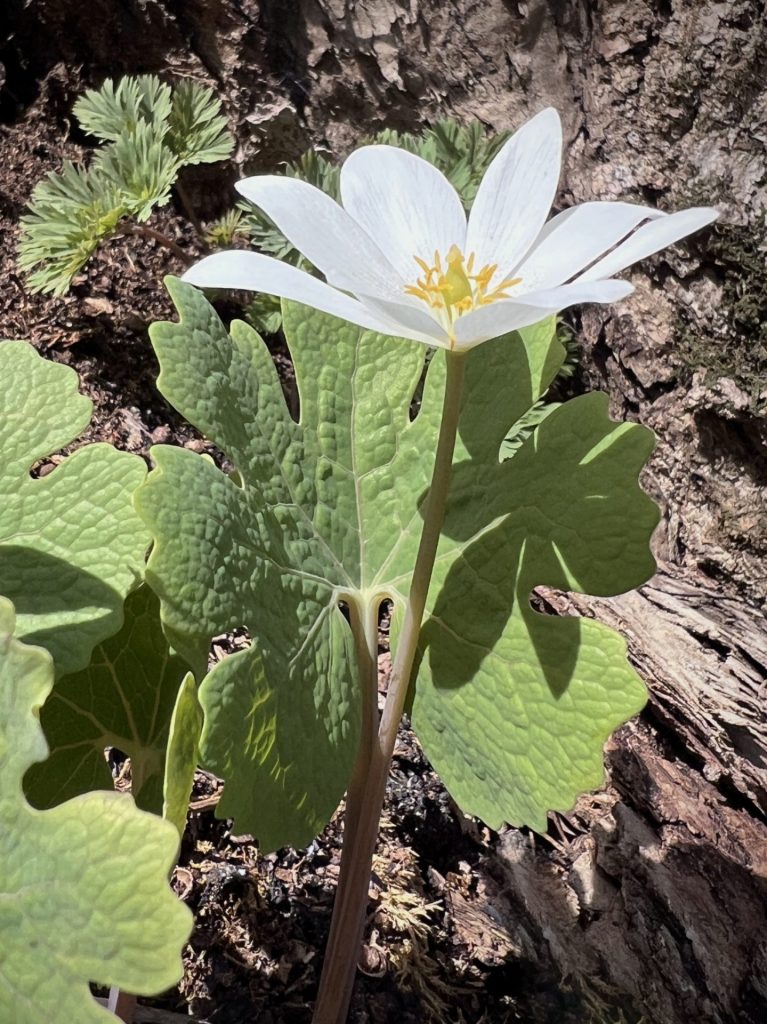 IMG_7404 Bloodroot 2026