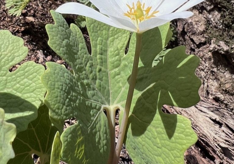 IMG_7404 Bloodroot 2026
