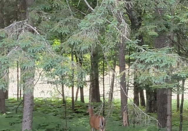 deer